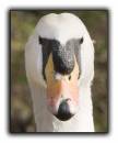 Swan18.jpg