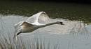 Swan20.jpg
