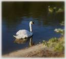 Swan22.jpg