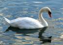 Swan3.jpg