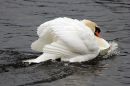 Swan_1_copy_1.jpg