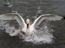 Swan_5-1.jpg