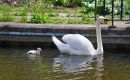 Swan_Cygnet.jpg