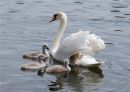 Swan_Cygnets.jpg