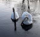 Swan_Ice_Maidens.jpg