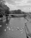 Swan_Lake.jpg