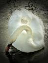 Swan_On_Ice.JPG
