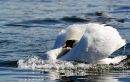 Swan_charge.JPG