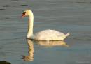 Swan_in_Vevey_3.jpg
