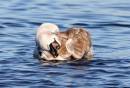 Swan_juv_bathing_2_a.jpg