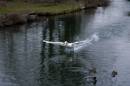 Swan_landing.jpg