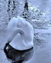 Swan_on_Ice_2.jpg