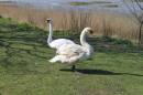 Swan_s.jpg