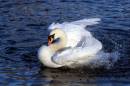 Swanning-about.jpg