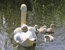 Swans-_-signets.jpg
