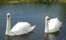 Swans1.jpg