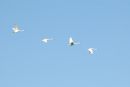 Swans6.jpg