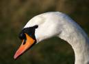 Swans_head.jpg