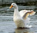 Swansubstitute.jpg