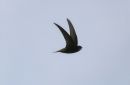 Swift_Apus_Apus_22-5-2021.jpg