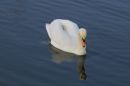 Swon_Reflection.jpg