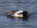 TDuck-04.jpg