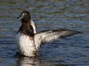 TDuck-09.jpg