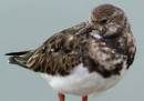 TURNSTONE1.jpg