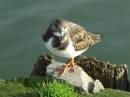 TURNSTONE2.jpg