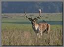 Tatton_deer.jpg