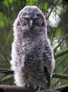 Tawny_Owl_Chick_.JPG