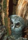 Tawny_Owl_chick_at_nest_hole.jpg