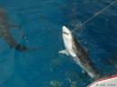 Teasing_the_Shark.jpg