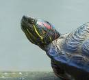 Terrapin-2.jpg