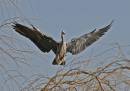 The-Heron-has-Landed.jpg