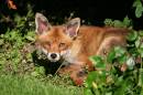 The-fox-in-my--garden.jpg