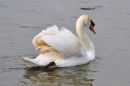 The_Mute_Swan.jpg