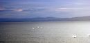 The_Sea_is_alive_with_the_sight_of_dolphins_2016.jpg