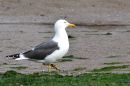 The_Seagull.jpg