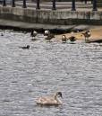 The_Ugly_Duckling_.jpg
