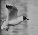The_black_headed_Seagull.jpg