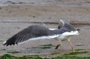The_seagll_about_to_take_off.jpg