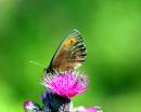 Thistle-Butterfly-_-Fly.jpg