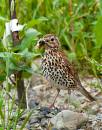 Thrush-with-snail-dinner.jpg