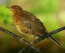 Thrush.jpg