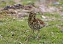 /gallery/data/501/thumbs/Thrush1.jpg