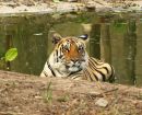 Tiger-2.JPG
