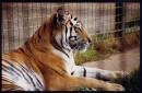 Tiger9.jpg