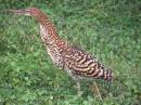 TigerHeron.jpg