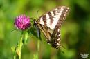 TigerSwallowtailClover.jpg